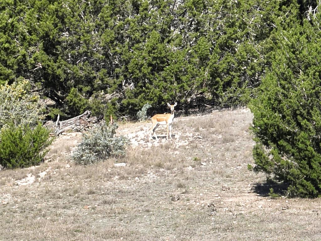 Pinnacle Drive, Fredericksburg, Texas image 12