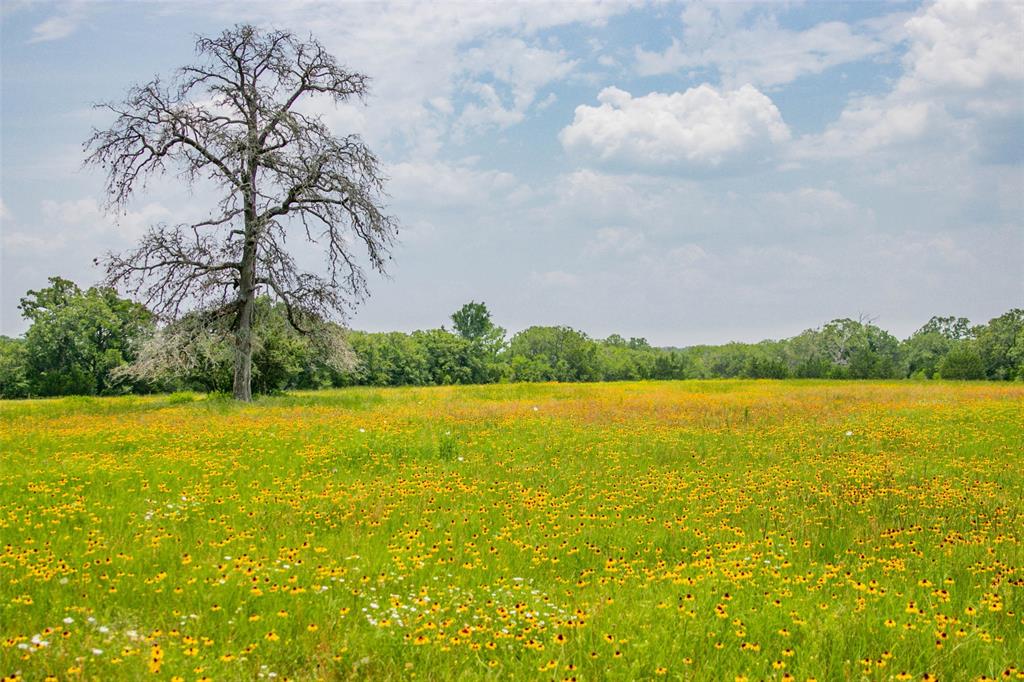 Lot 32 (5.41 Acres) Legacy Road, Somerville, Texas image 36