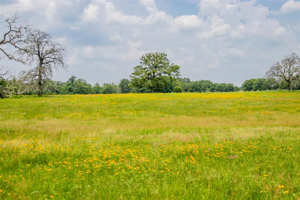 Lot 32 (5.41 Acres) Legacy Road, Somerville, Texas image 11