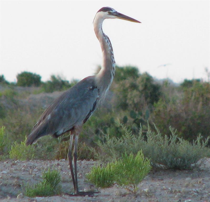 24 Long Key, Hitchcock, Texas image 26