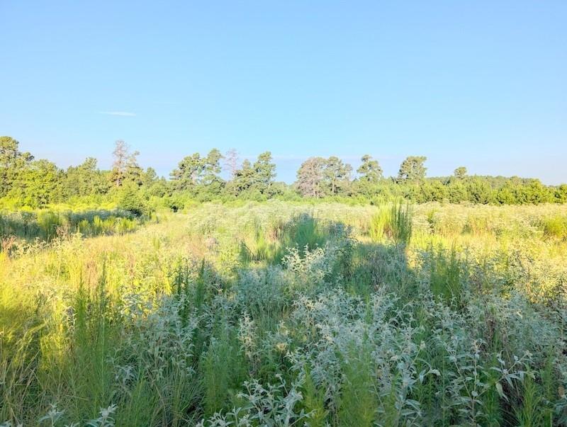 TBD County Road  3385, Lovelady, Texas image 6