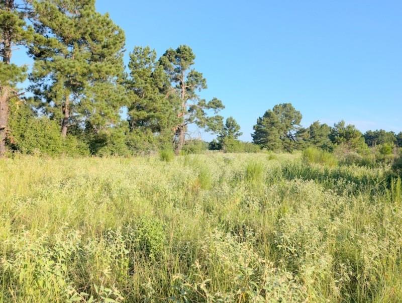 TBD County Road  3385, Lovelady, Texas image 4