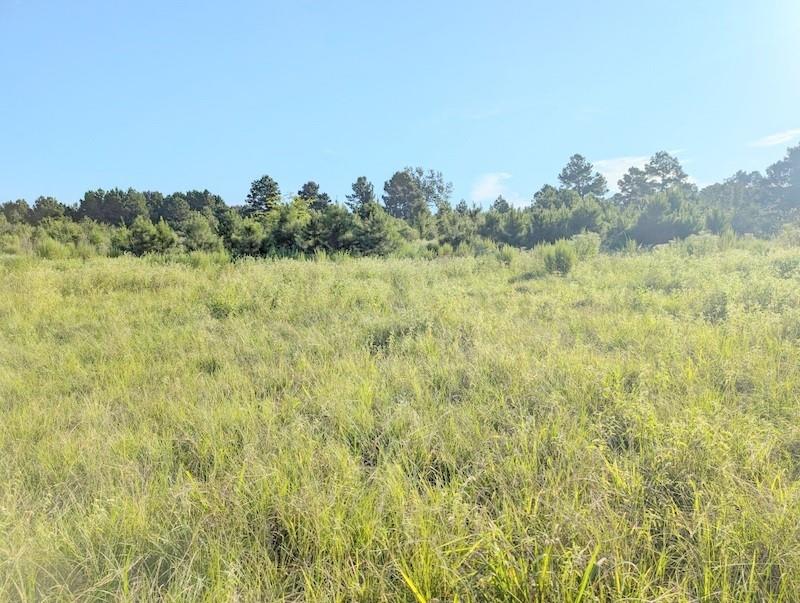 TBD County Road  3385, Lovelady, Texas image 3