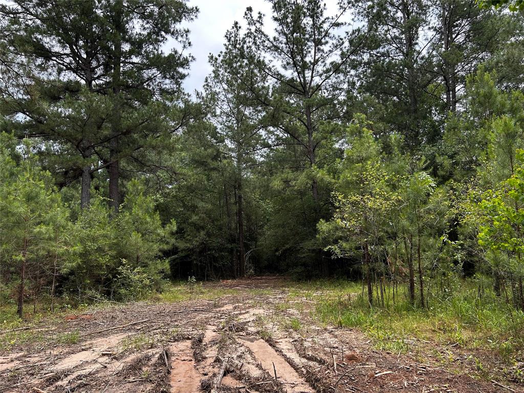 Shadowlane Court, Huntsville, Texas image 9