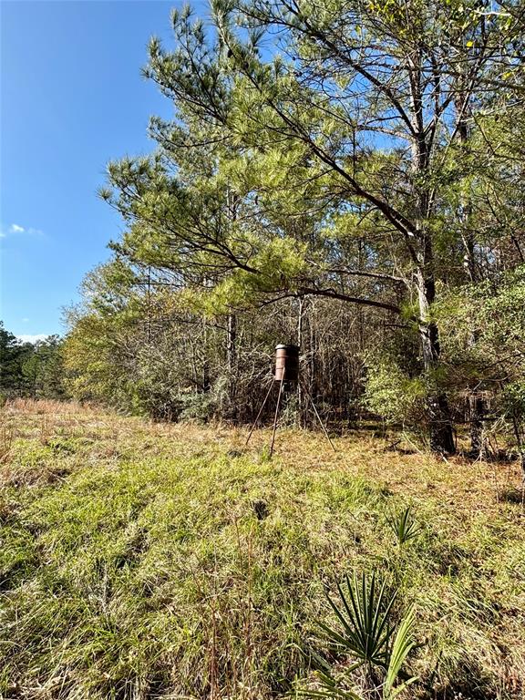 TBD 20+/- Acres Hwy 190 East, Woodville, Texas image 15