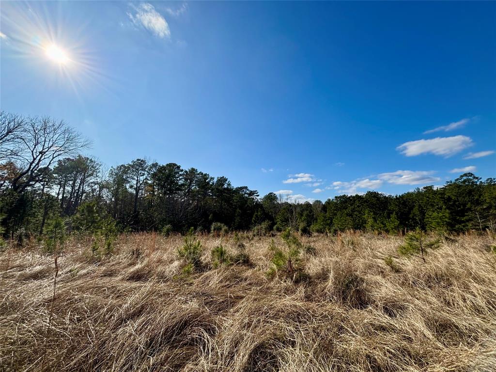 TBD 20+/- Acres Hwy 190 East, Woodville, Texas image 12