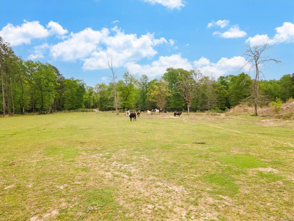 TBD Angus Ranch Rd Road, Huntsville, Texas image 7