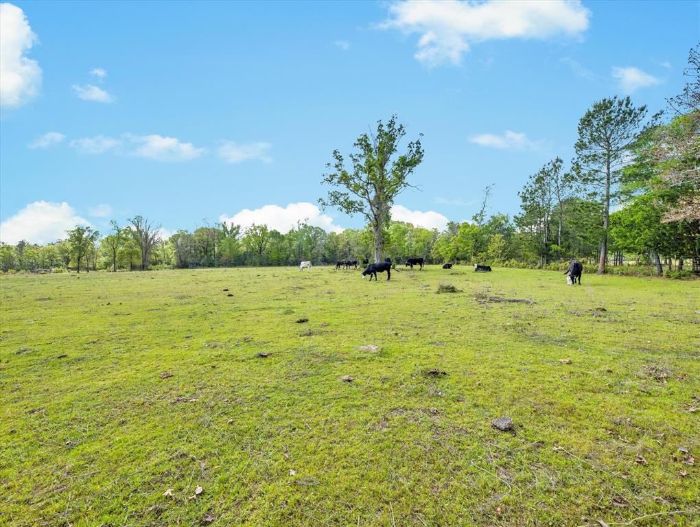 TBD Angus Ranch Rd Road, Huntsville, Texas image 9