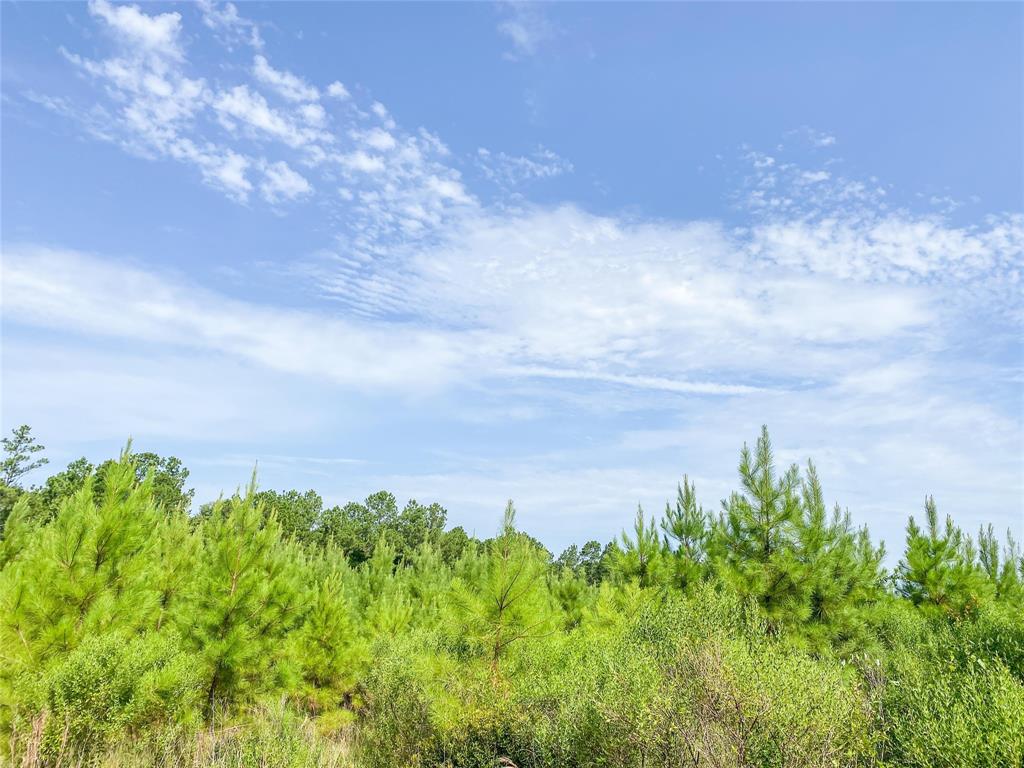 Jimbo Nettles Rd, Livingston, Texas image 6