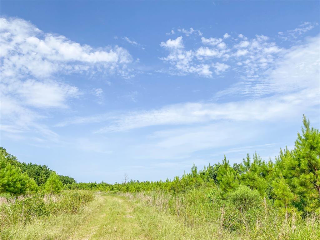 Jimbo Nettles Rd, Livingston, Texas image 10