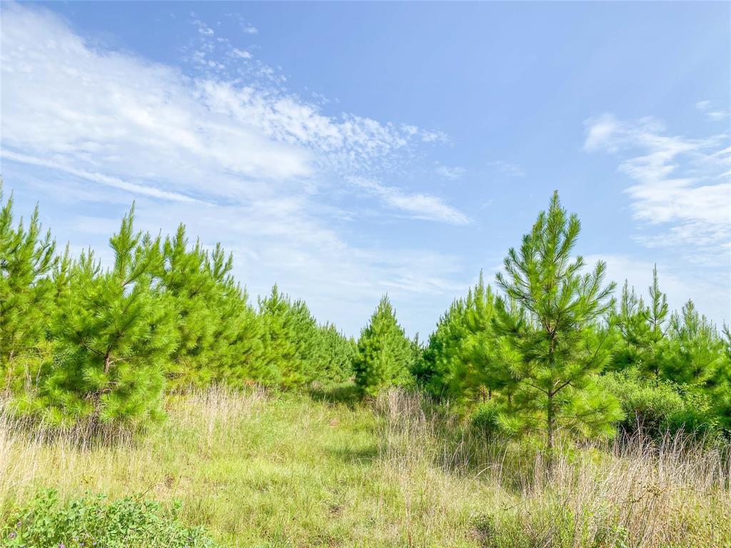 Jimbo Nettles Rd, Livingston, Texas image 8