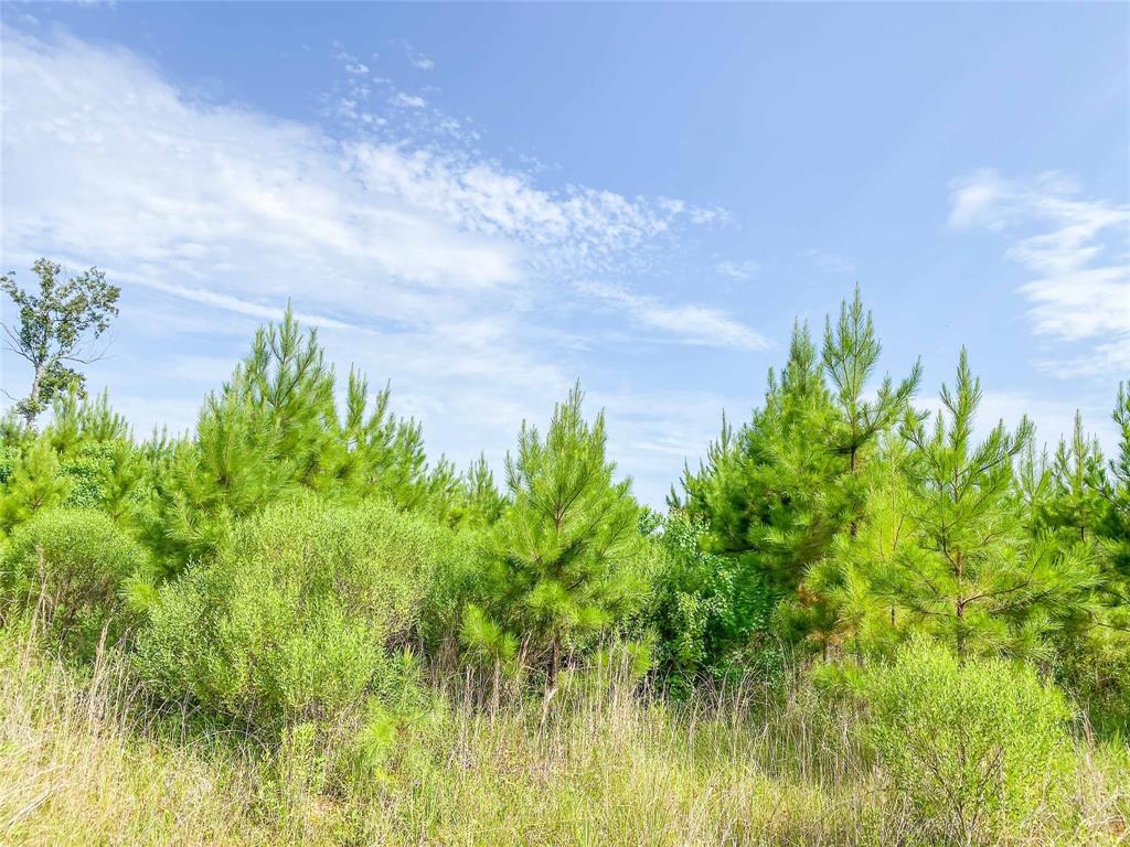 Jimbo Nettles Rd, Livingston, Texas image 9