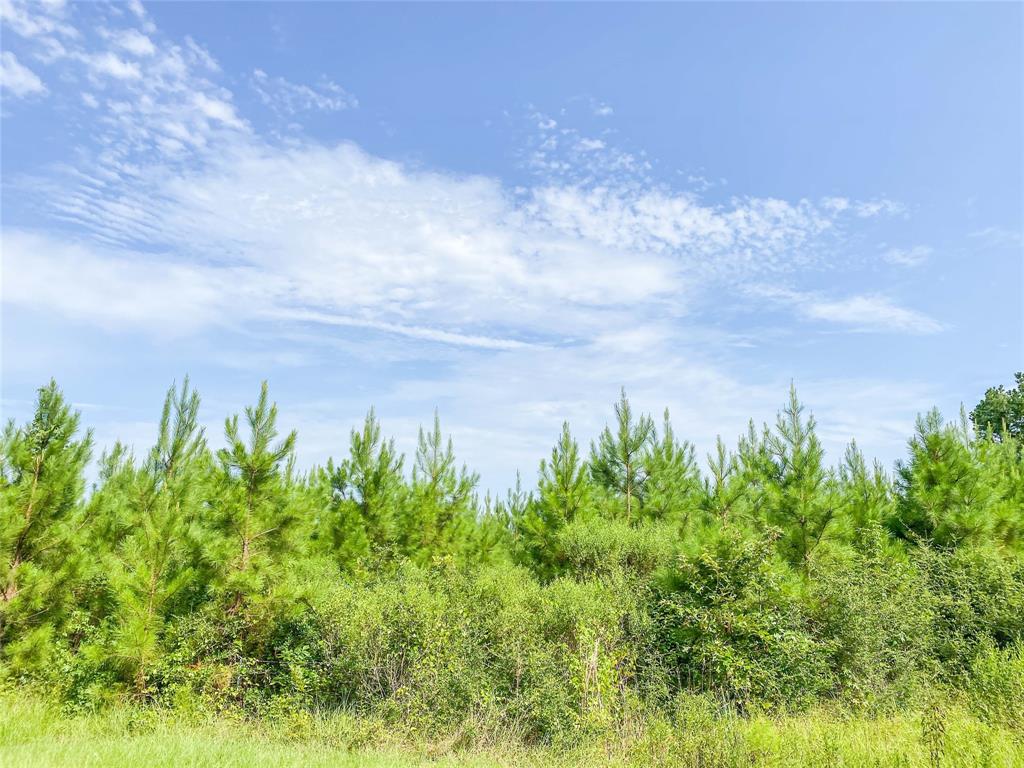 Jimbo Nettles Rd, Livingston, Texas image 4