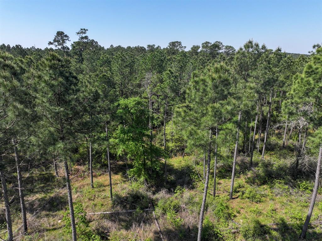 TBD Guerrant Road, Huntsville, Texas image 16