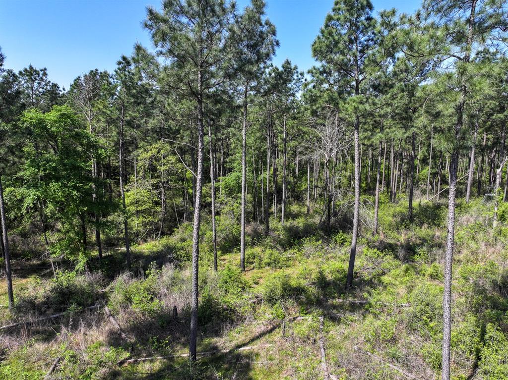 TBD Guerrant Road, Huntsville, Texas image 17