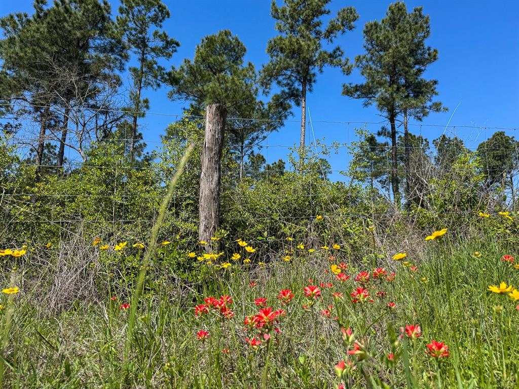 TBD Guerrant Road, Huntsville, Texas image 2