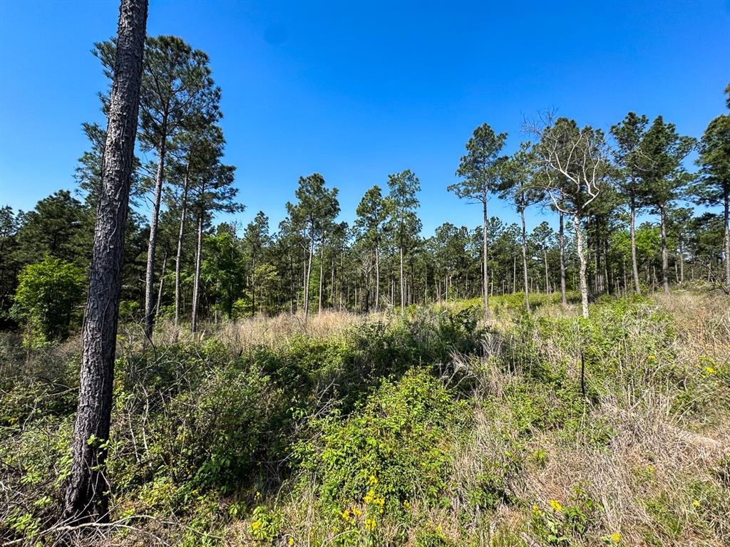 TBD Guerrant Road, Huntsville, Texas image 11