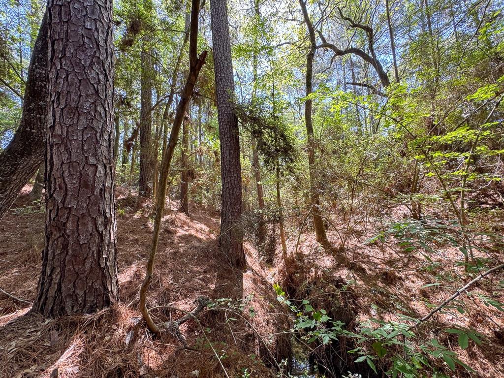 TBD Guerrant Road, Huntsville, Texas image 7