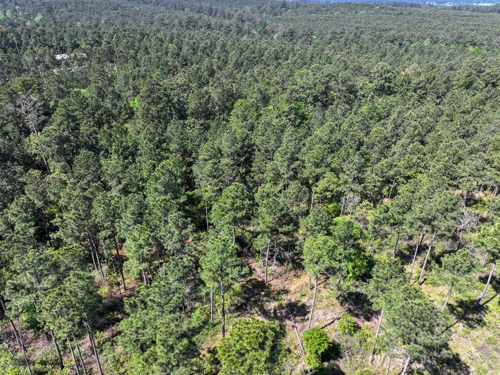 TBD Guerrant Road, Huntsville, Texas image 15