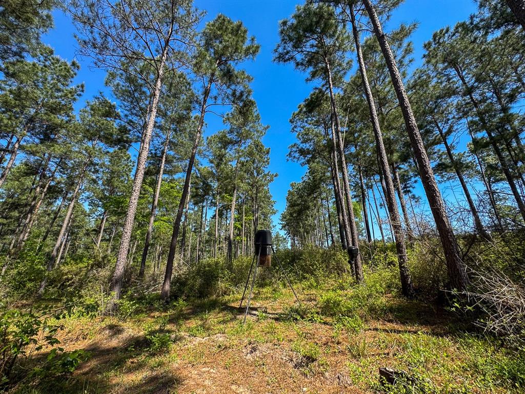 TBD Guerrant Road, Huntsville, Texas image 6