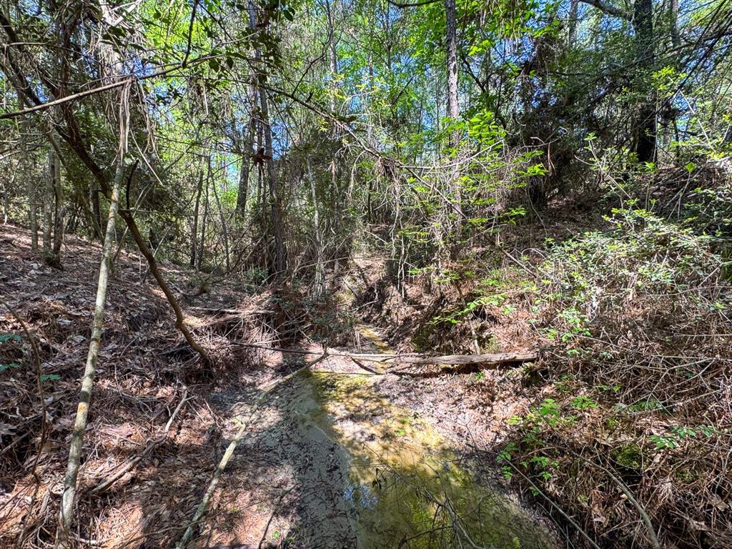 TBD Guerrant Road, Huntsville, Texas image 8