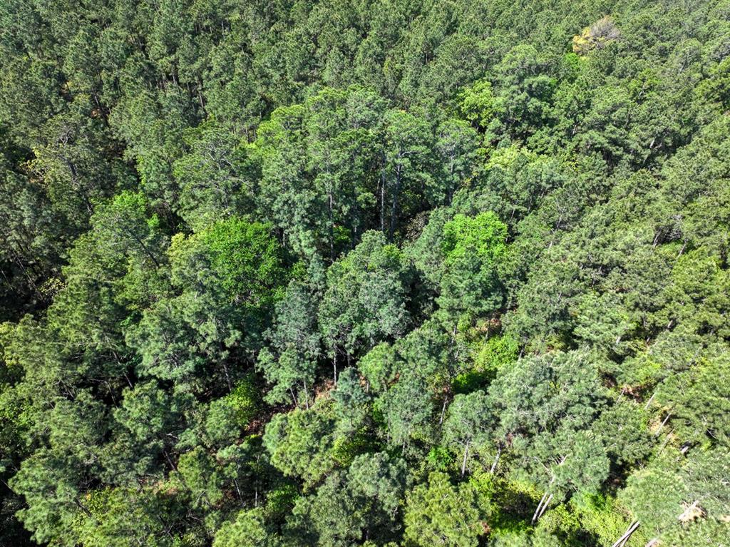 TBD Guerrant Road, Huntsville, Texas image 22