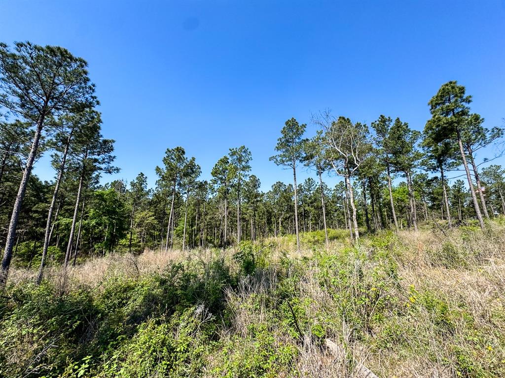 TBD Guerrant Road, Huntsville, Texas image 12