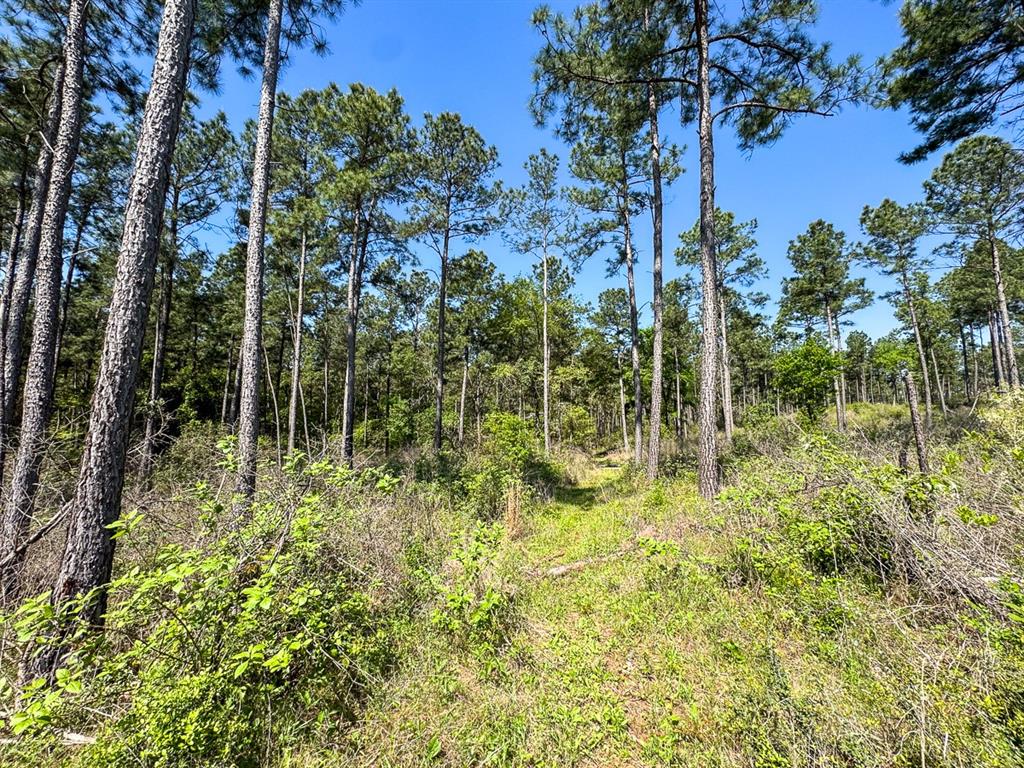 TBD Guerrant Road, Huntsville, Texas image 4