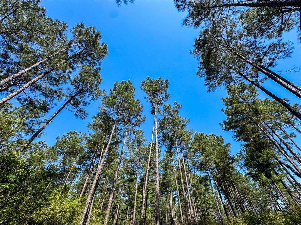 TBD Guerrant Road, Huntsville, Texas image 5
