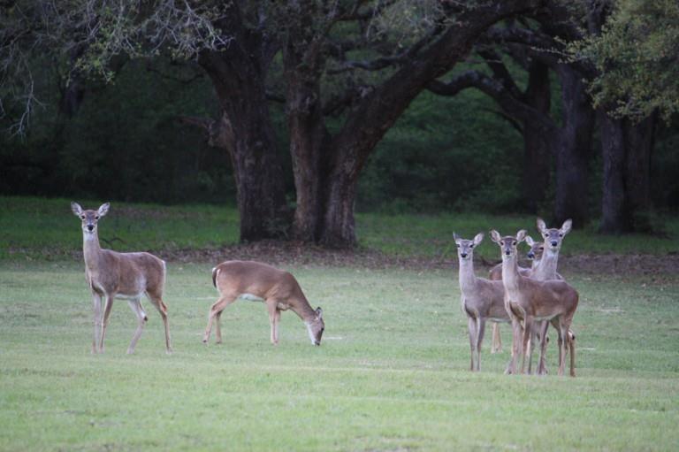 1152 Big Buck Drive, Weimar, Texas image 33