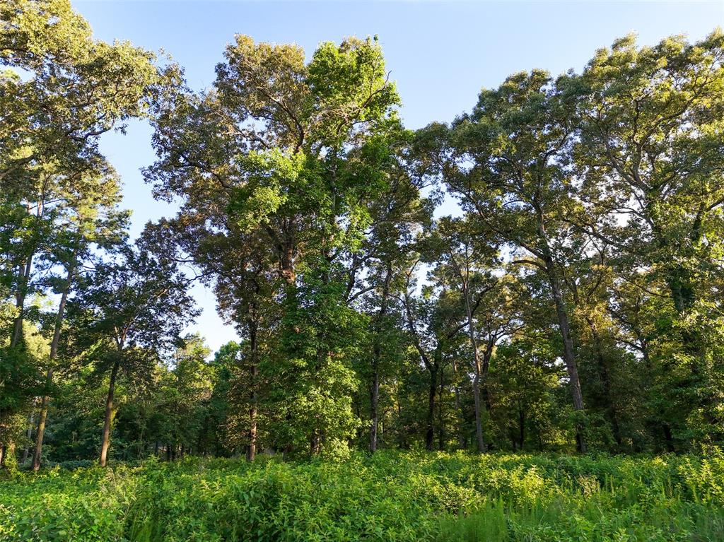 Mueschke Road, Tomball, Texas image 6