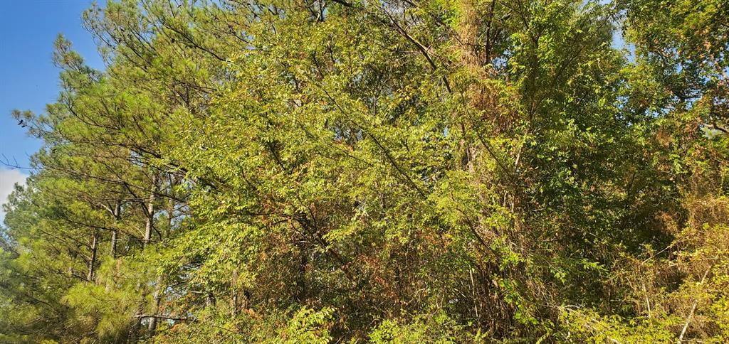 Lot 21 Broken Arrow Circle, Hempstead, Texas image 6