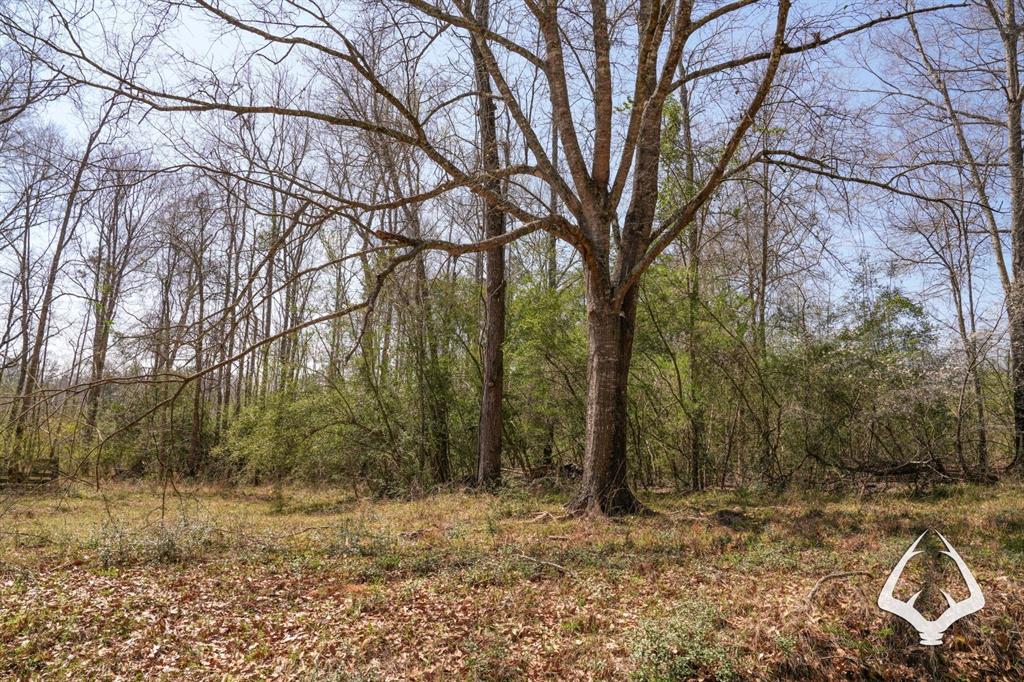 TBD County Road 2052, Newton, Texas image 4