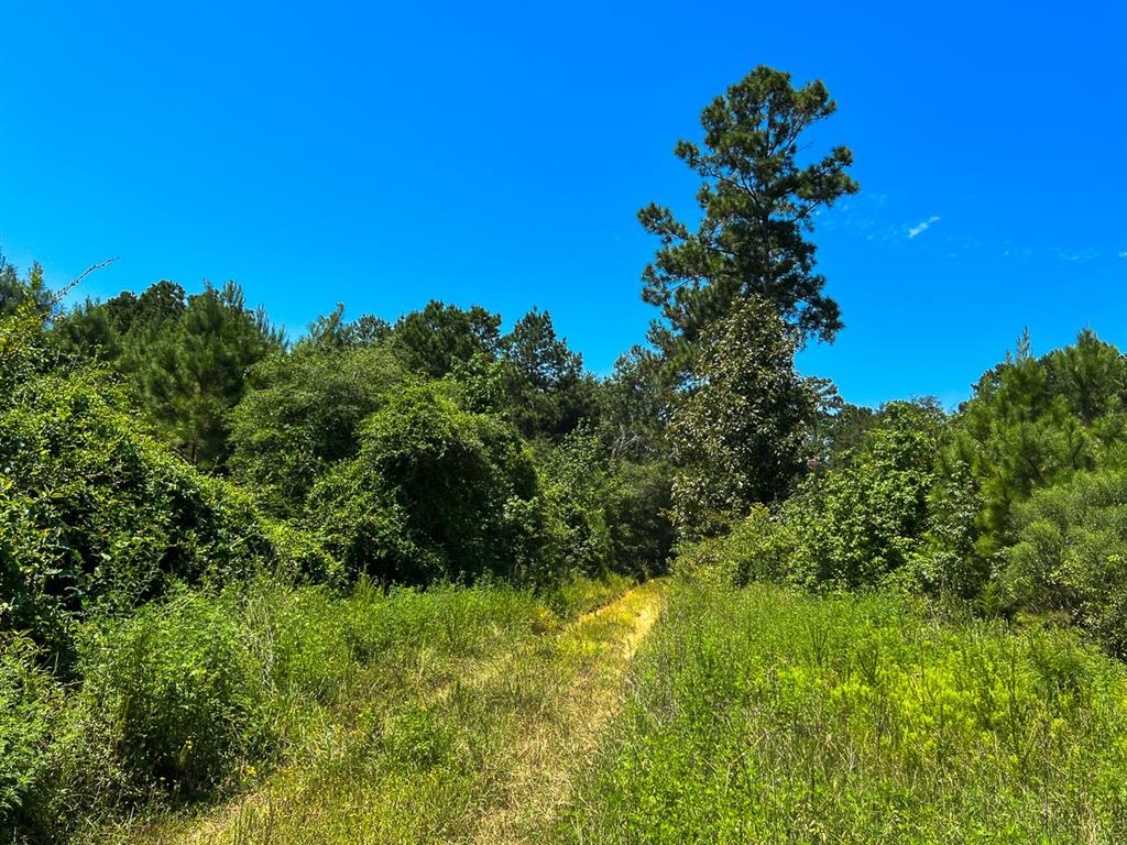 2 Tree Monkey Road, Ace, Texas image 3