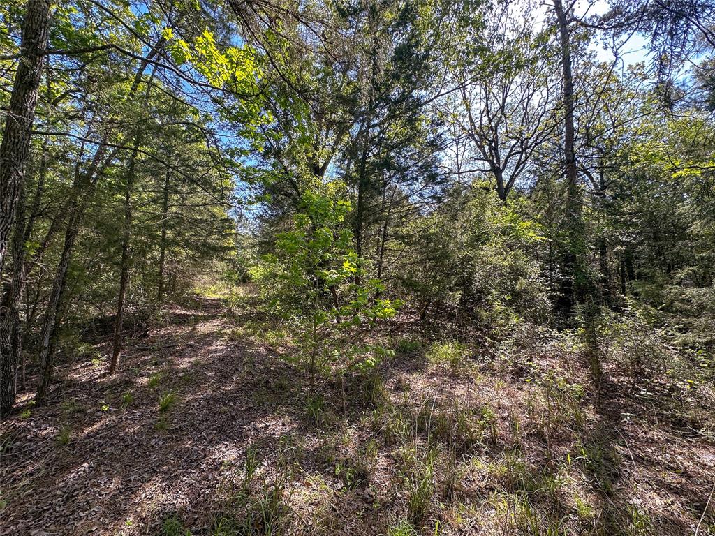 TBD Fm 1511, Buffalo, Texas image 5