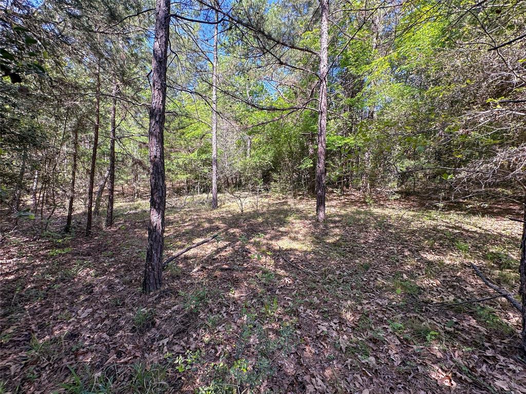 TBD Fm 1511, Buffalo, Texas image 19
