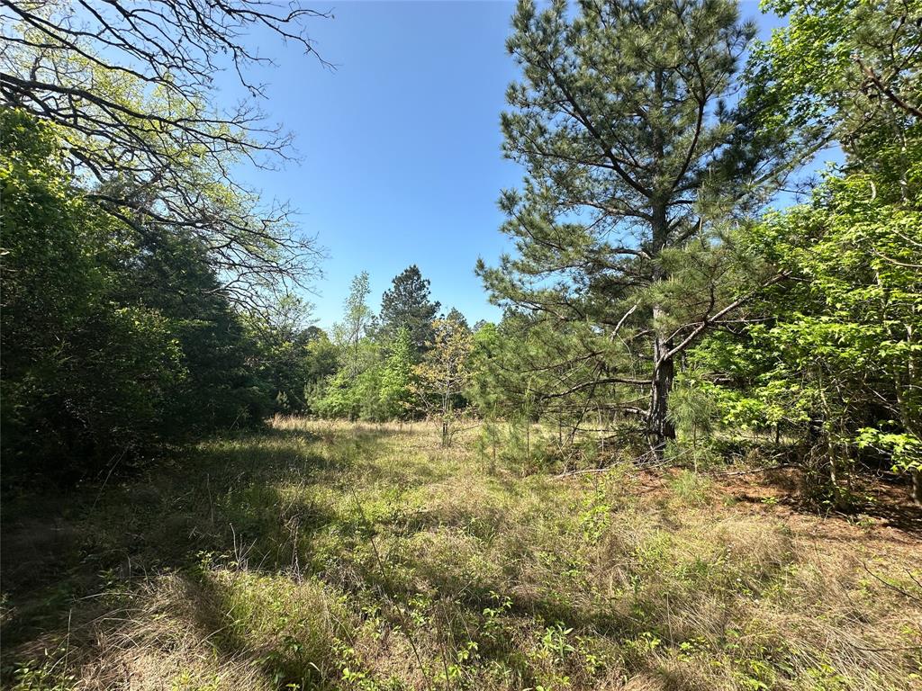TBD Fm 1511, Buffalo, Texas image 12