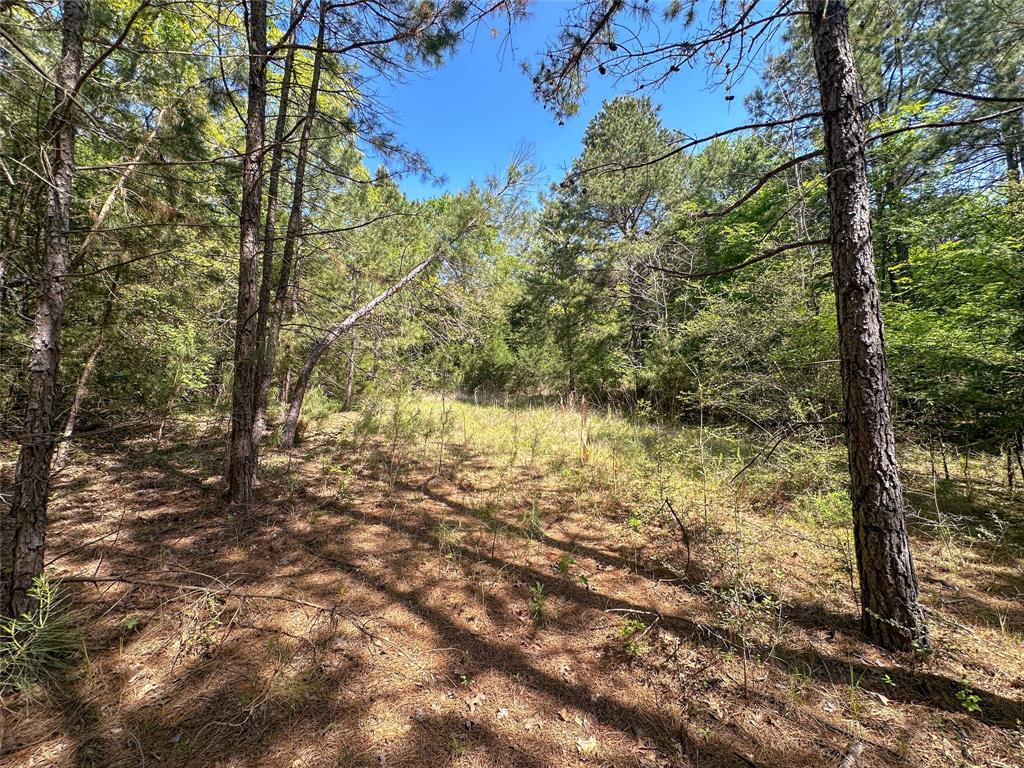 TBD Fm 1511, Buffalo, Texas image 21