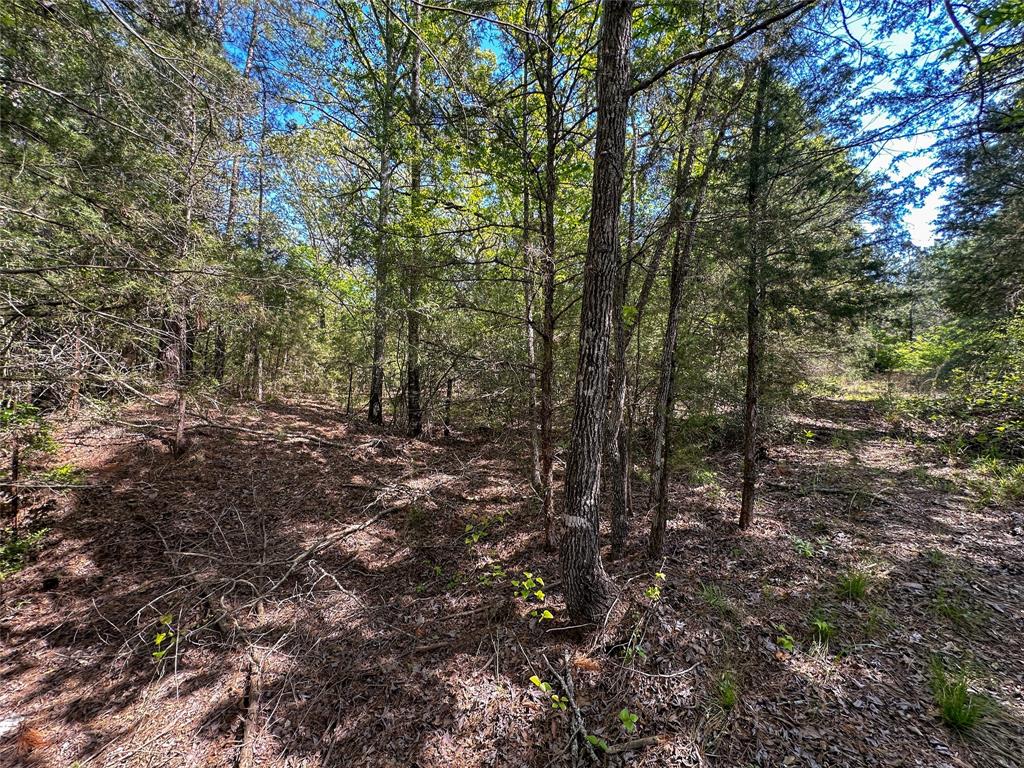 TBD Fm 1511, Buffalo, Texas image 7