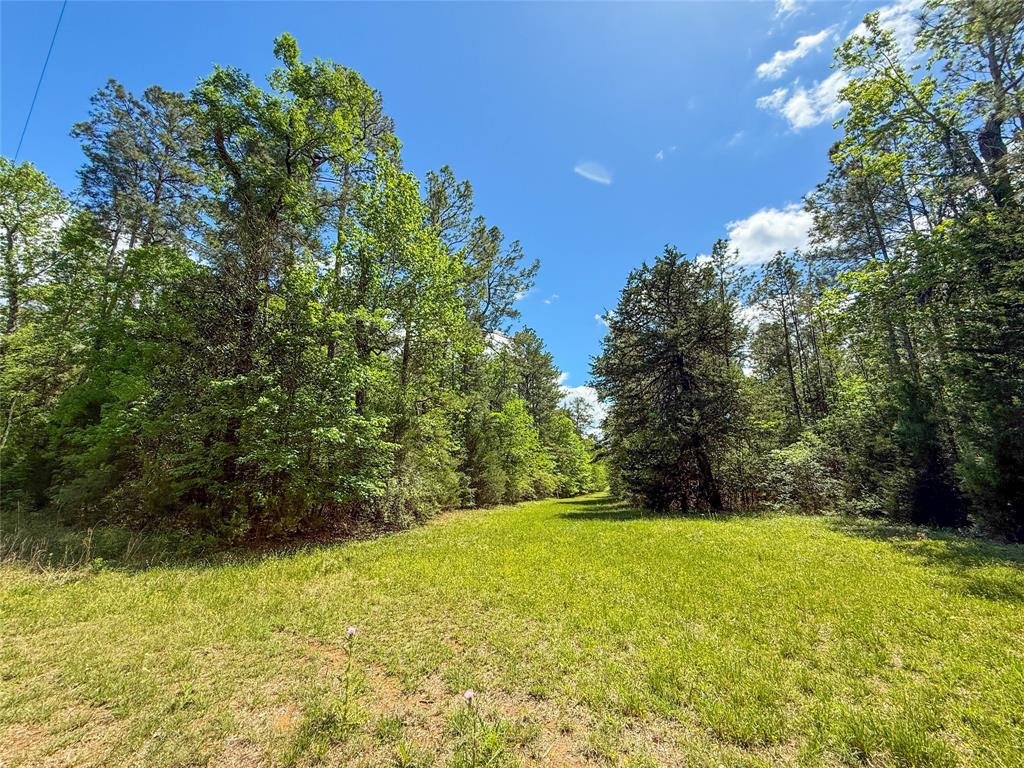 TBD County Road 4259, Woodville, Texas image 10