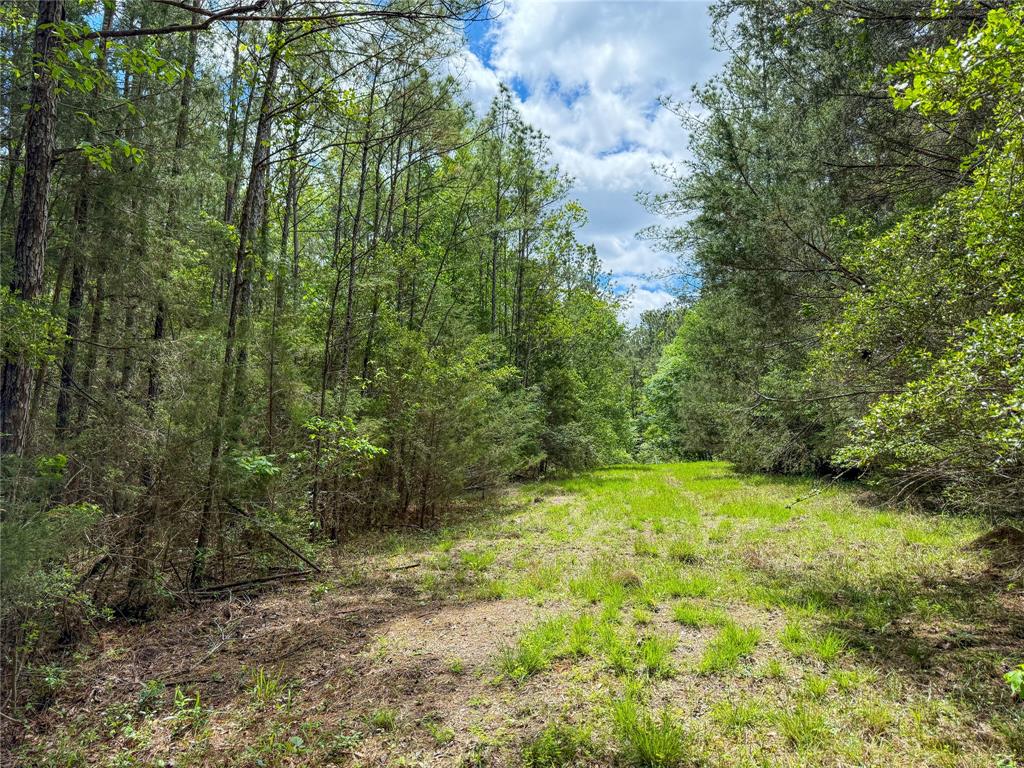 TBD County Road 4259, Woodville, Texas image 18