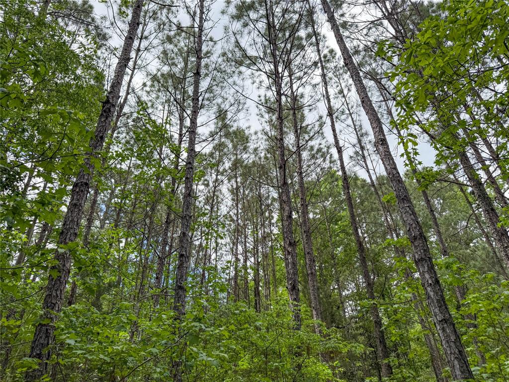 TBD County Road 4259, Woodville, Texas image 12
