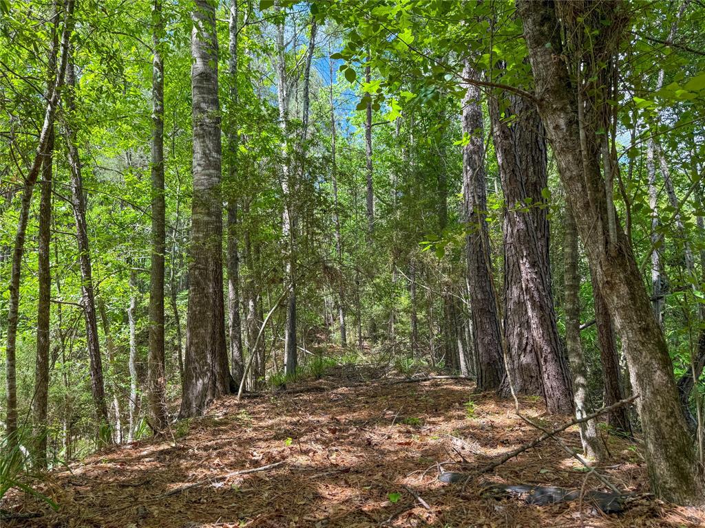 TBD County Road 4259, Woodville, Texas image 25