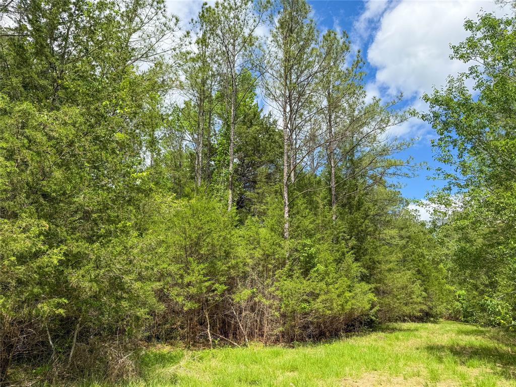TBD County Road 4259, Woodville, Texas image 21