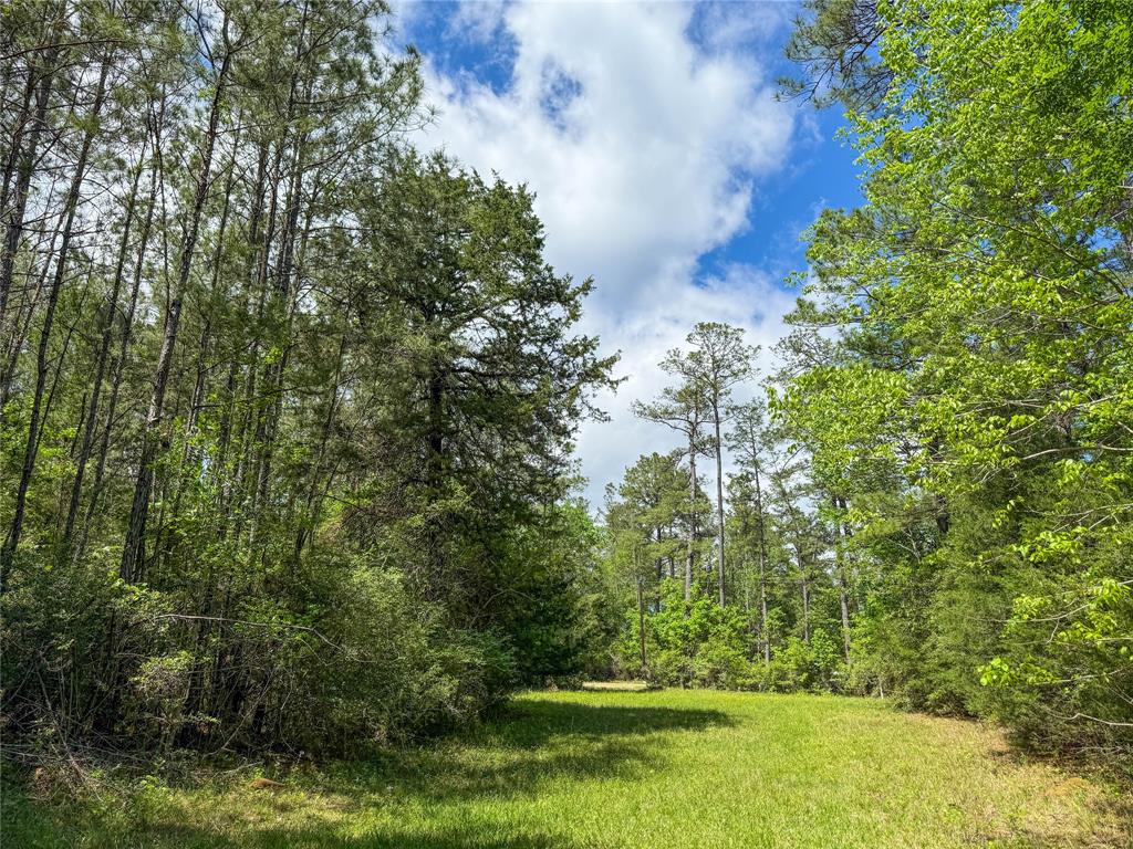 TBD County Road 4259, Woodville, Texas image 15