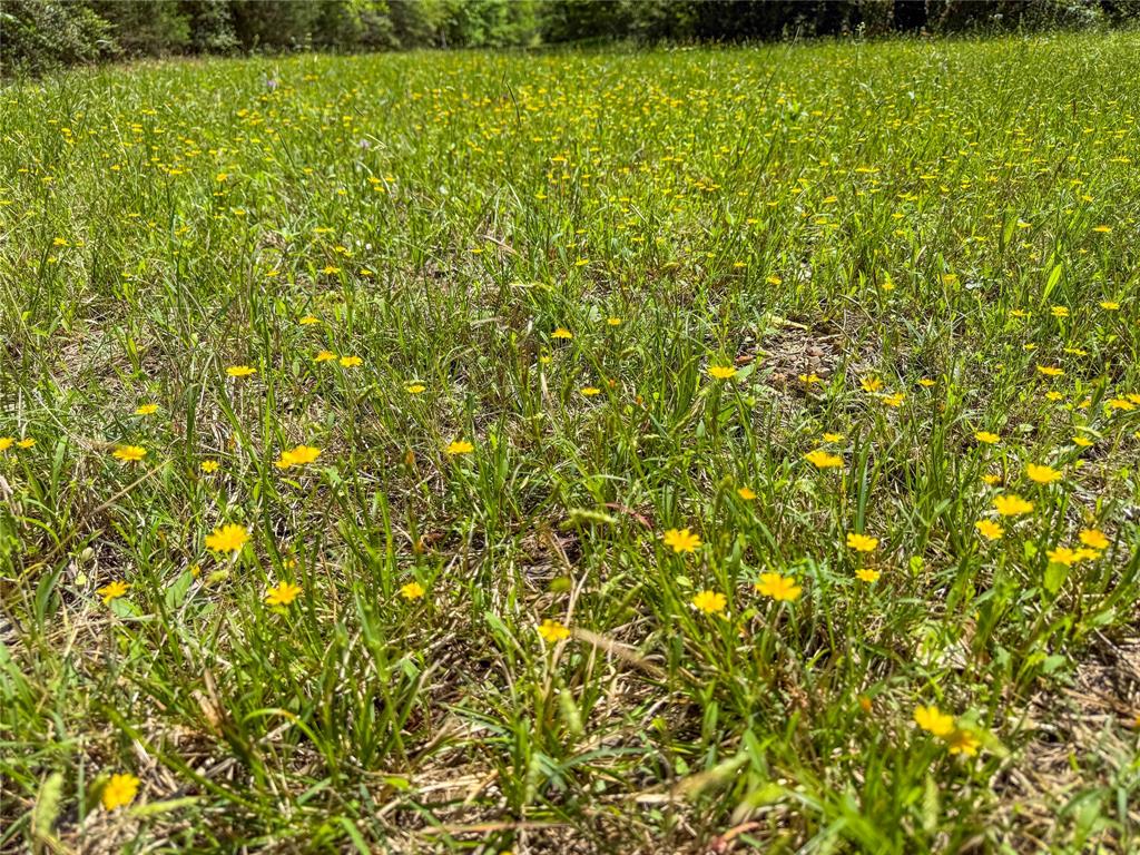 TBD County Road 4259, Woodville, Texas image 16