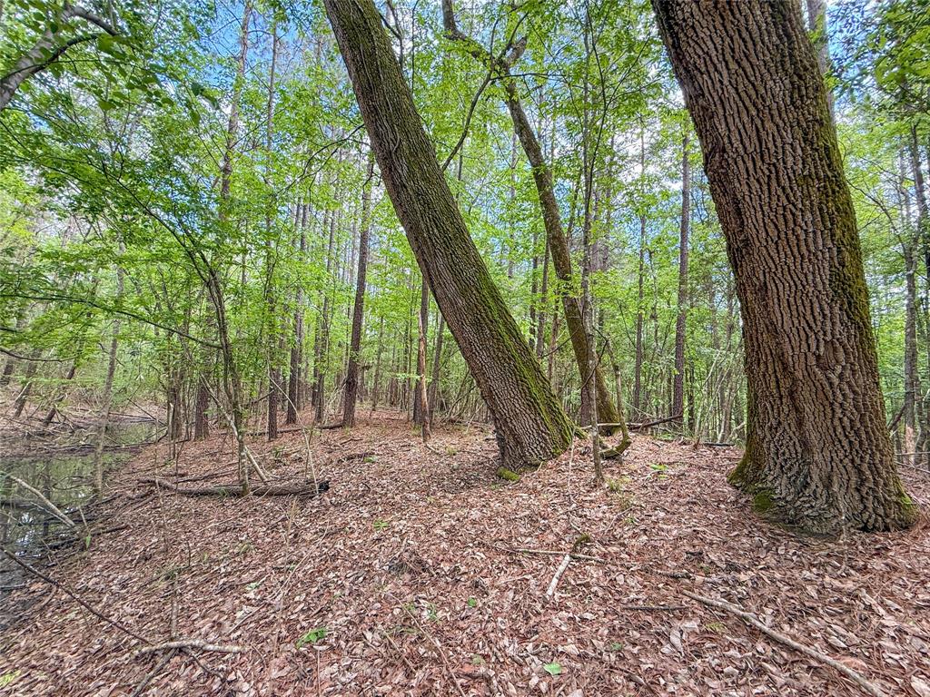 TBD County Road 4259, Woodville, Texas image 5