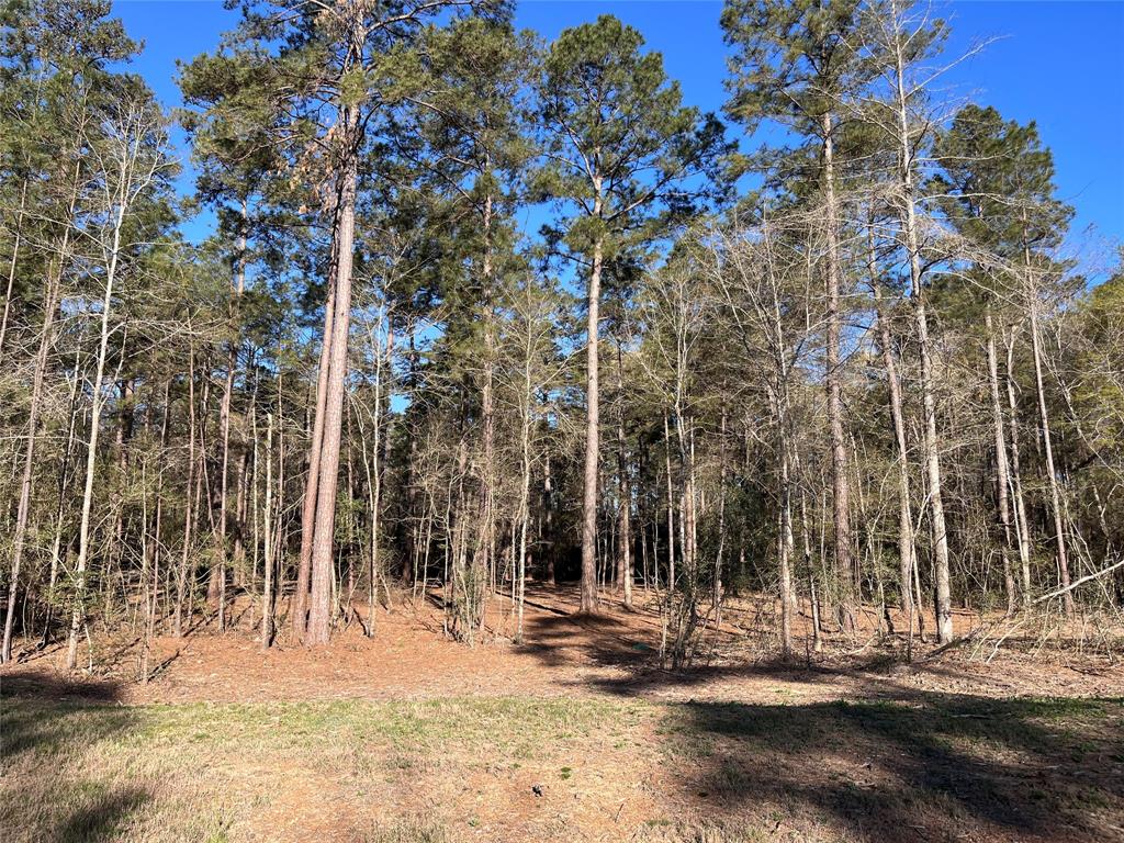 15194 Forest Grove Drive, Willis, Texas image 1