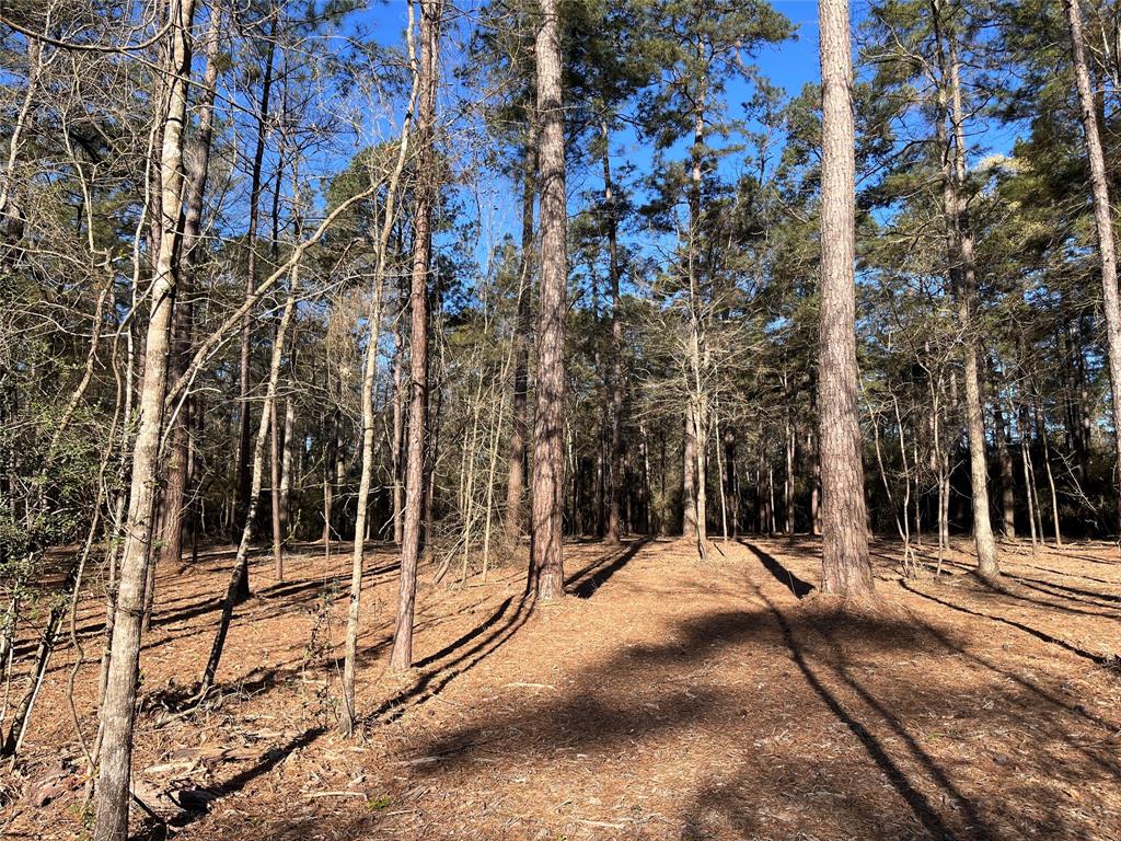 15194 Forest Grove Drive, Willis, Texas image 3