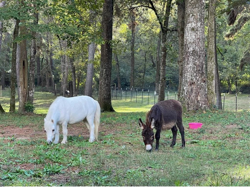 41103 Mill Creek Road, Magnolia, Texas image 32